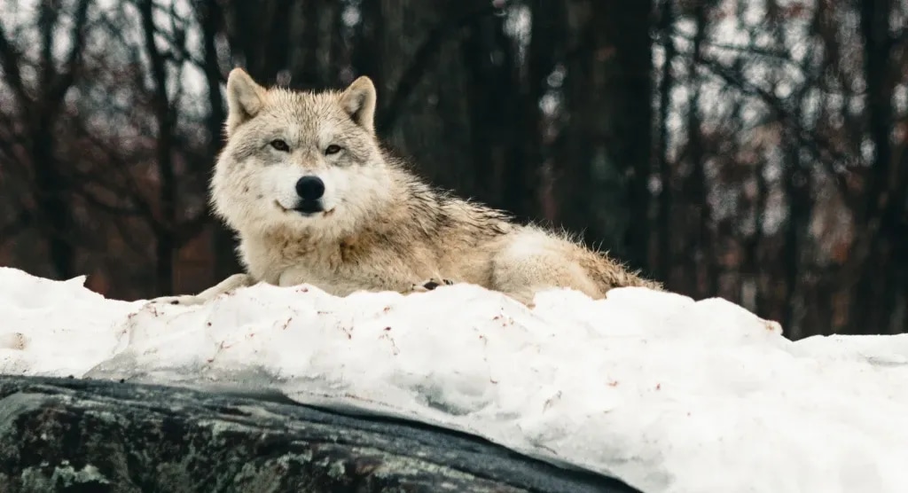 Wolf Cabin? Yes, Sleep With Wolves In Parc Oméga